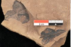 Foto (Detailsansicht) von Quercus mediterranea, Unger (NHMW-GEO-2024-0188-0943)